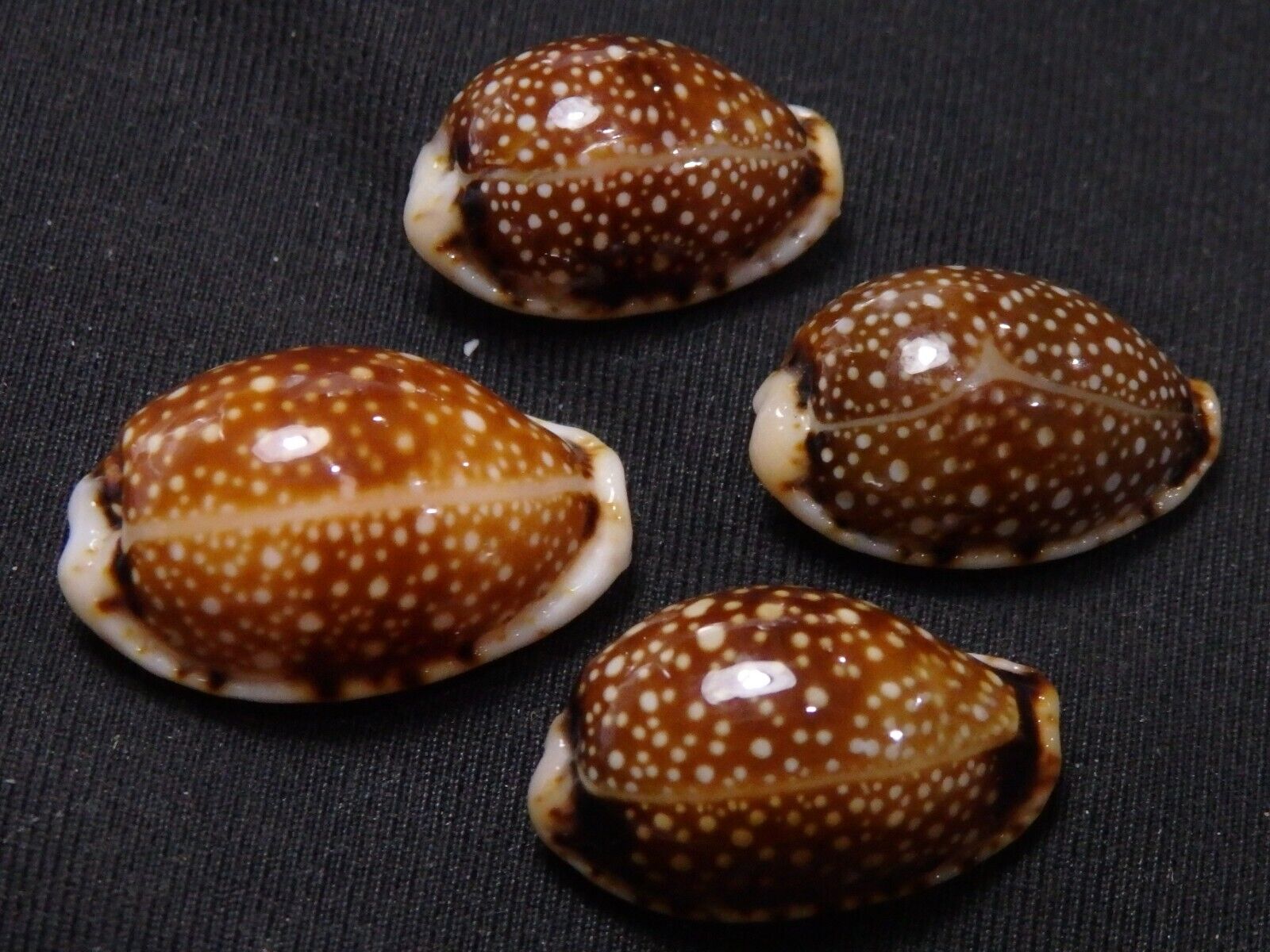 edspal shells - Cypraea labrolineata  17.2mm - 21. 1mm F+++ 4pcs sea shells