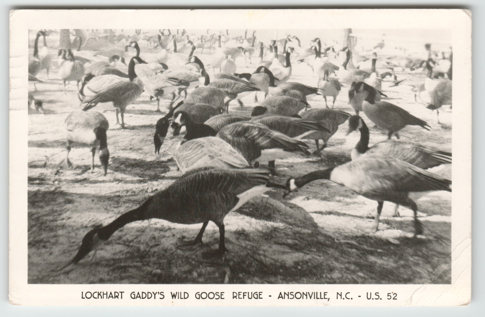 Postcard RPPC Lockhart Gaddy\'s Wild Goose Refuge Ansonville, North Carolina
