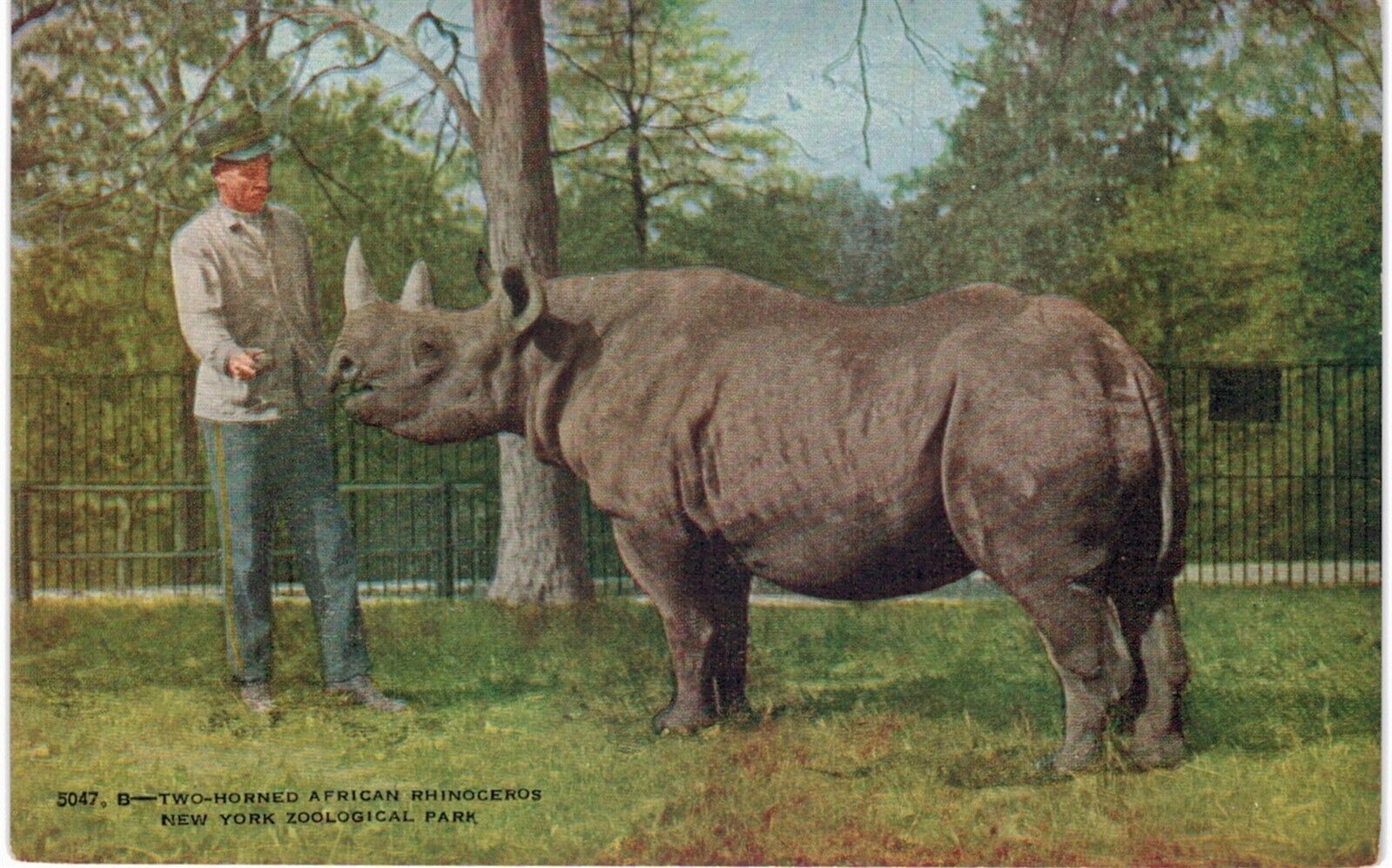 NYC Bronx Zoo Rhinoceros Zoological 1910 New York City 