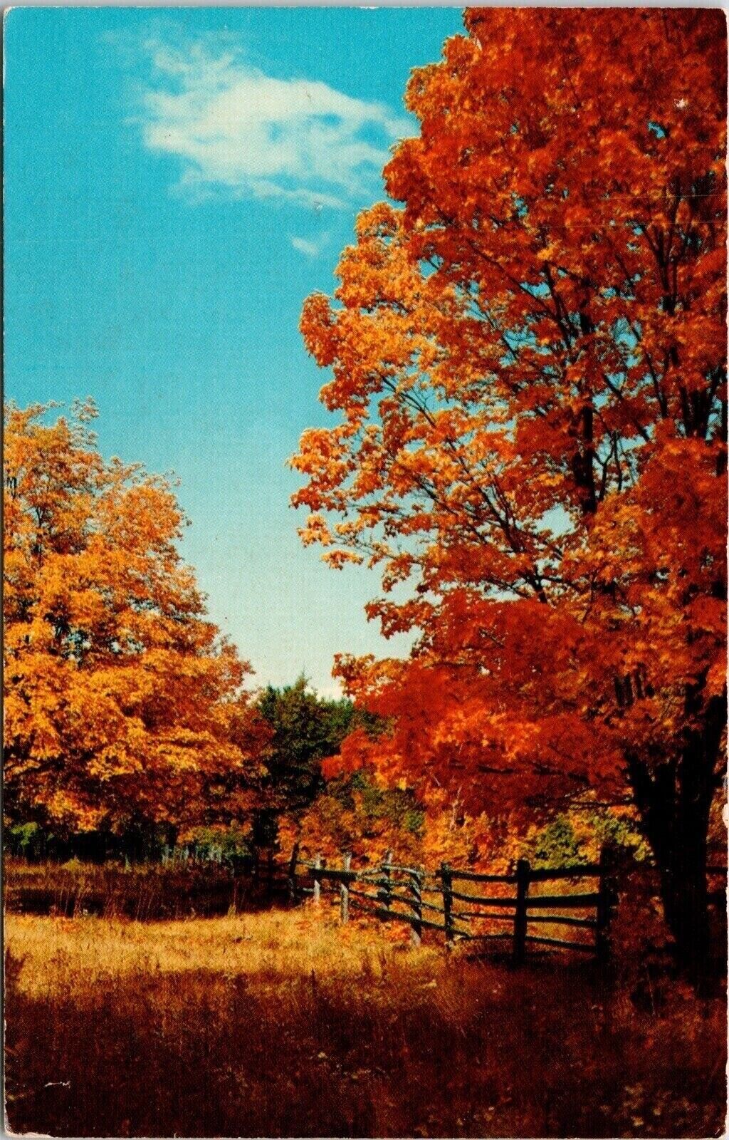 Scenic View Autumn Time Drummond Island Michigan Colorful Forestry Postcard UNP