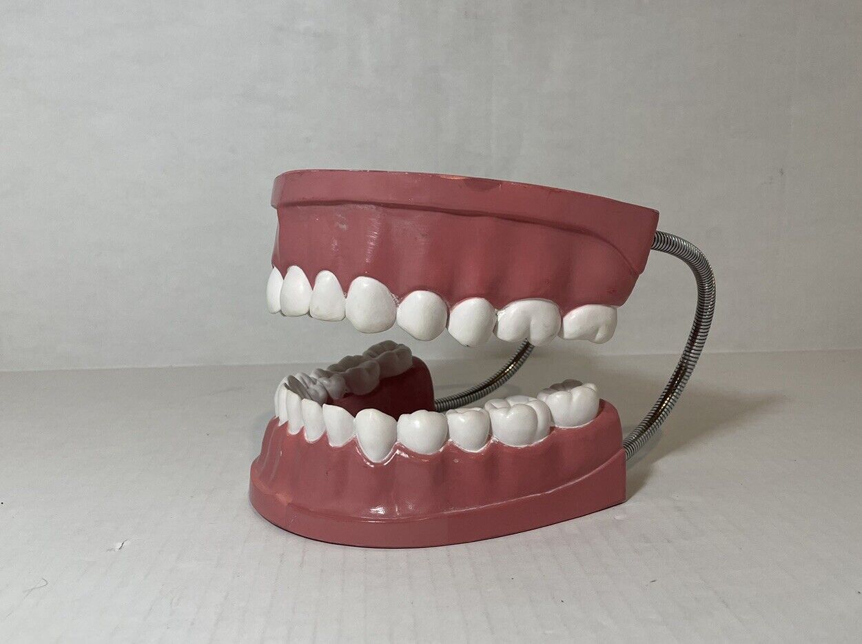 Dental Teeth Display For Dentist Or Student Large Adjustable 