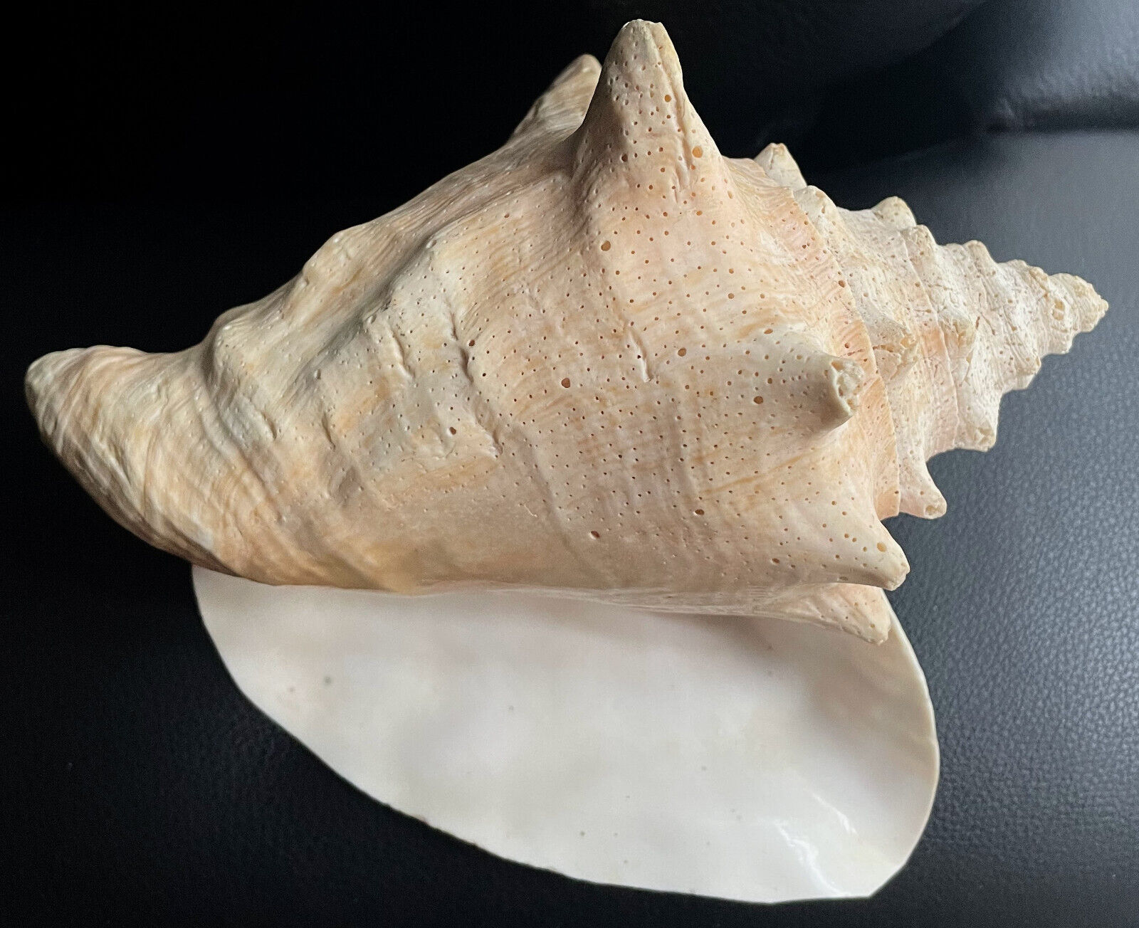 Vintage big Conch Seashell, 6\