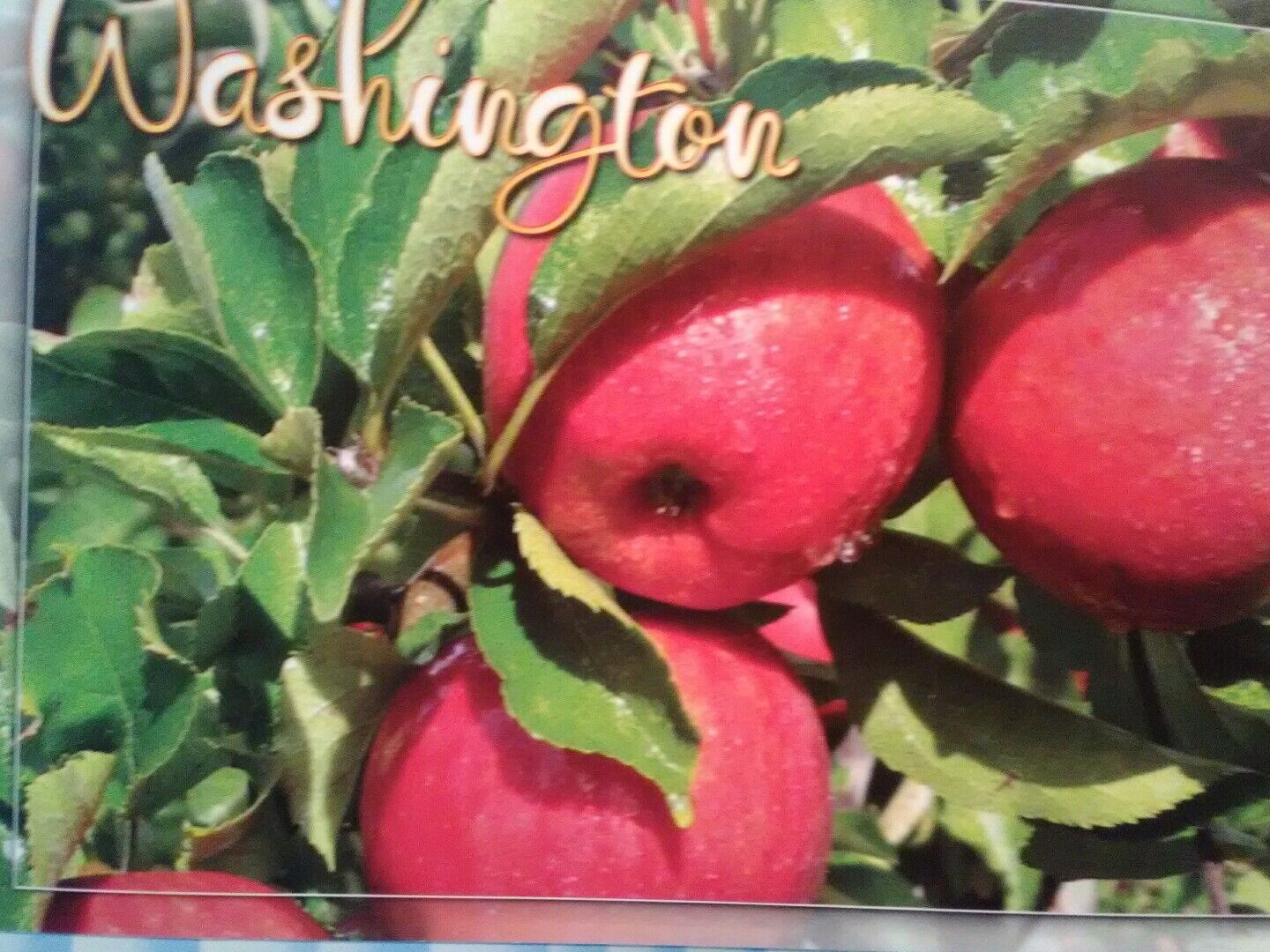 AMAZING BEAUTIFUL POST CARD WASHINGTON APPLES FROM WENATCHEE WASHINGTON