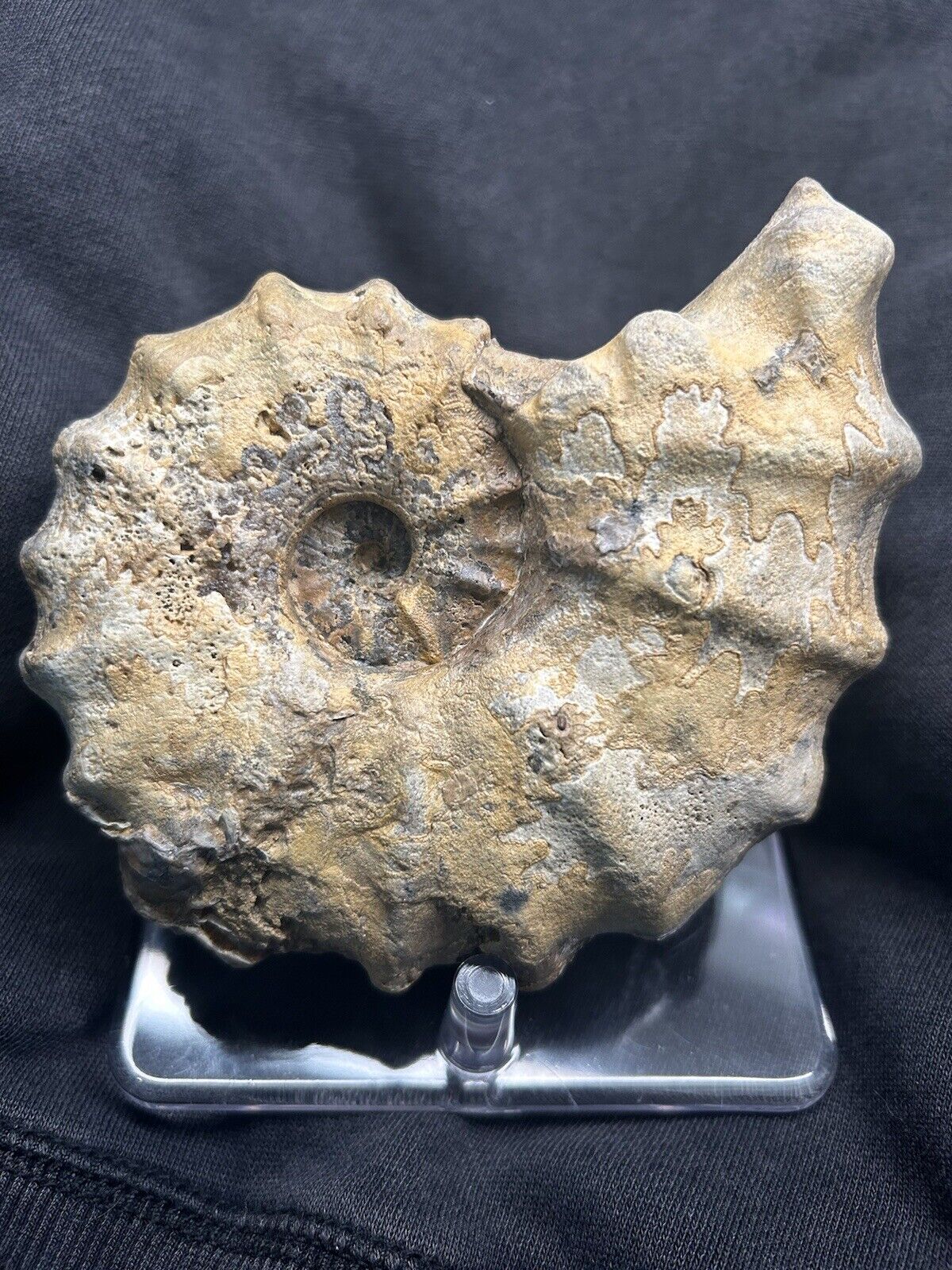 ROBUST 5” RARE Texas Fossil Woodbine Conlinoceras (Calycoceras) Ammonite,Oysters