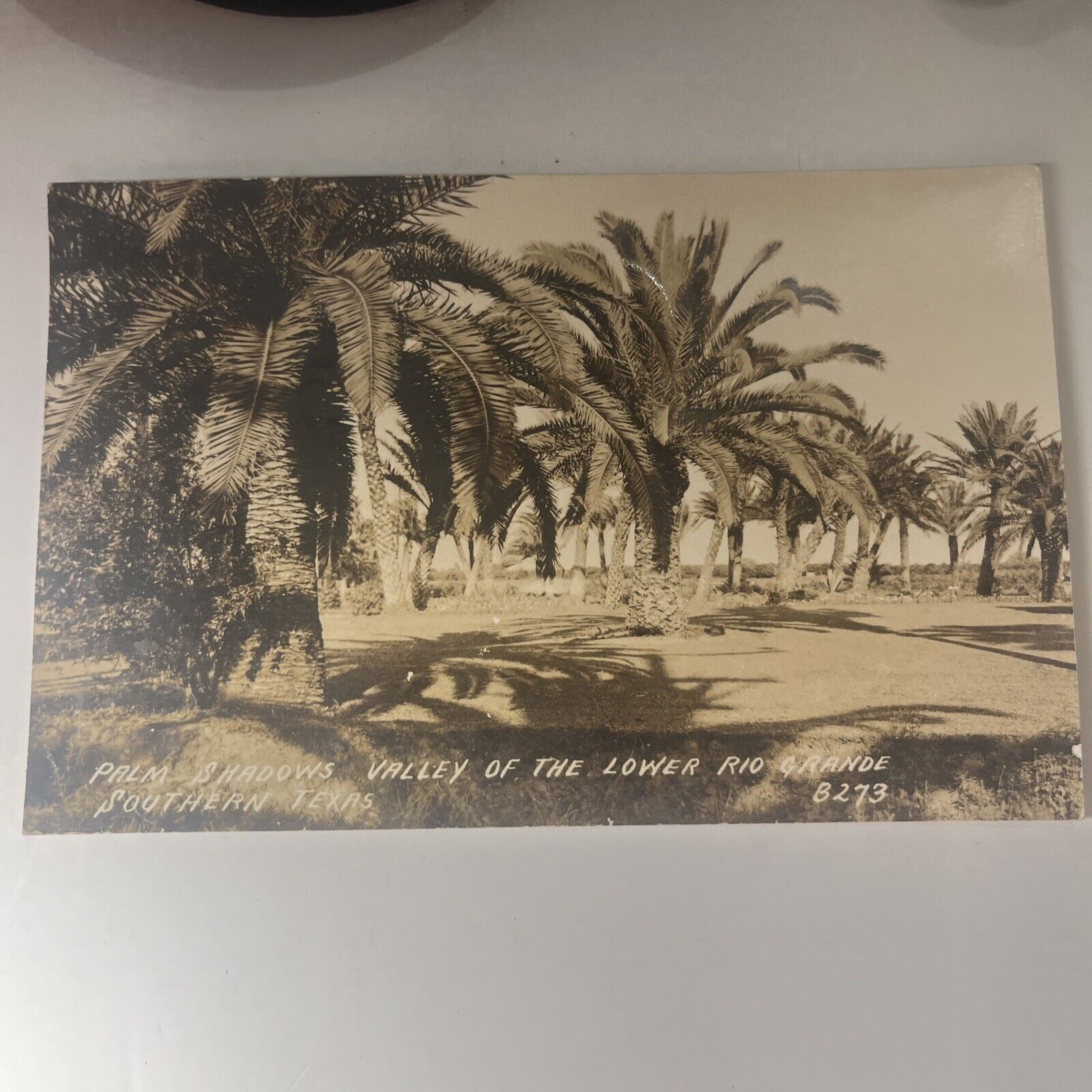 Palm Shadows Valley Of The Lower Rio Grande Southern Texas Postcard Rppc 1945