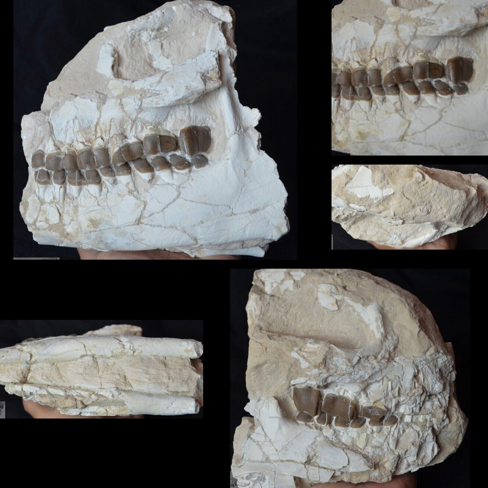 Hyracodon Partial Skull, Fossil Early Rhinoceros, Badlands, Oligocene, SD, R1004