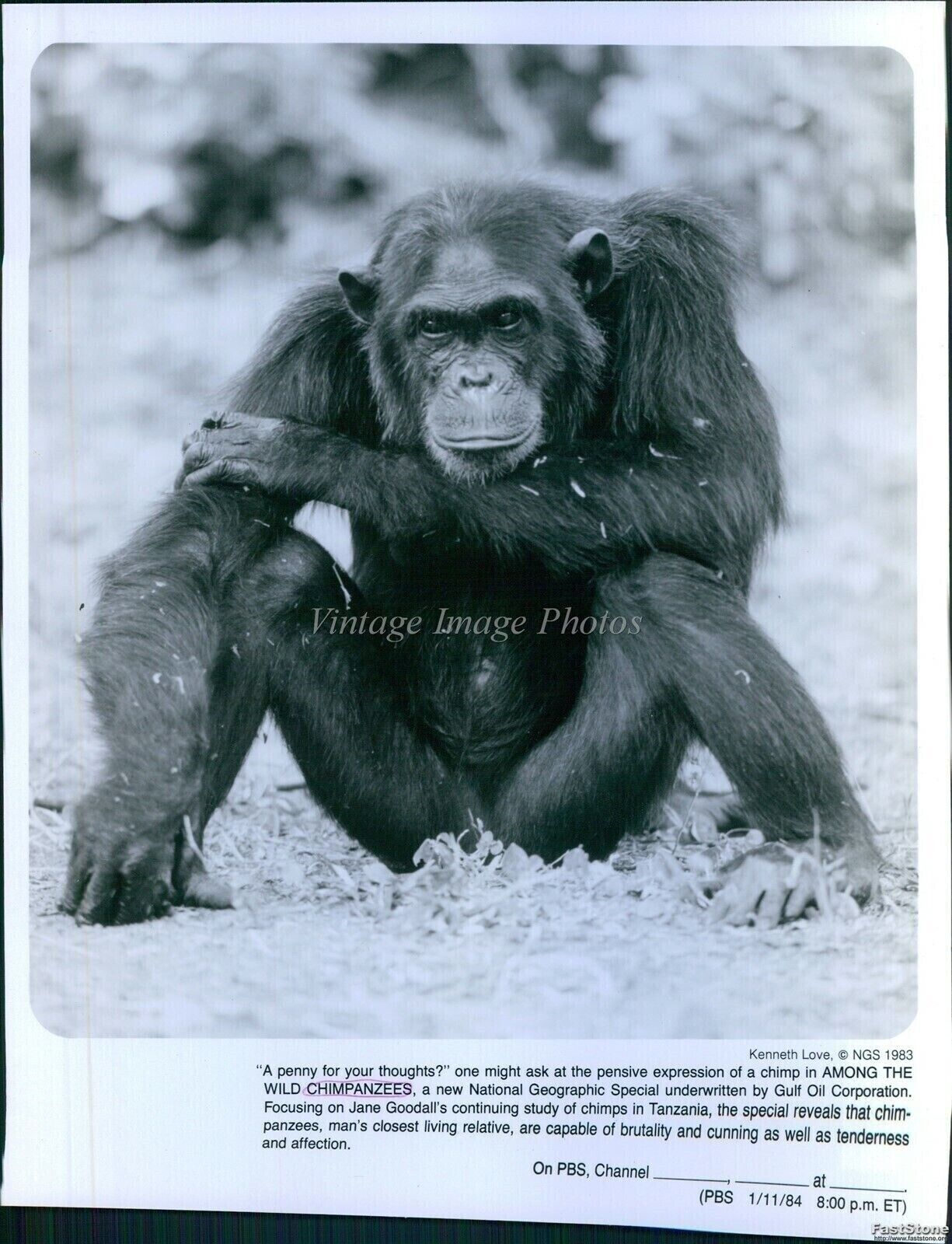 1984 Among The Wild Chimpanzees National Geographic Tanzania Animals Photo 8X10