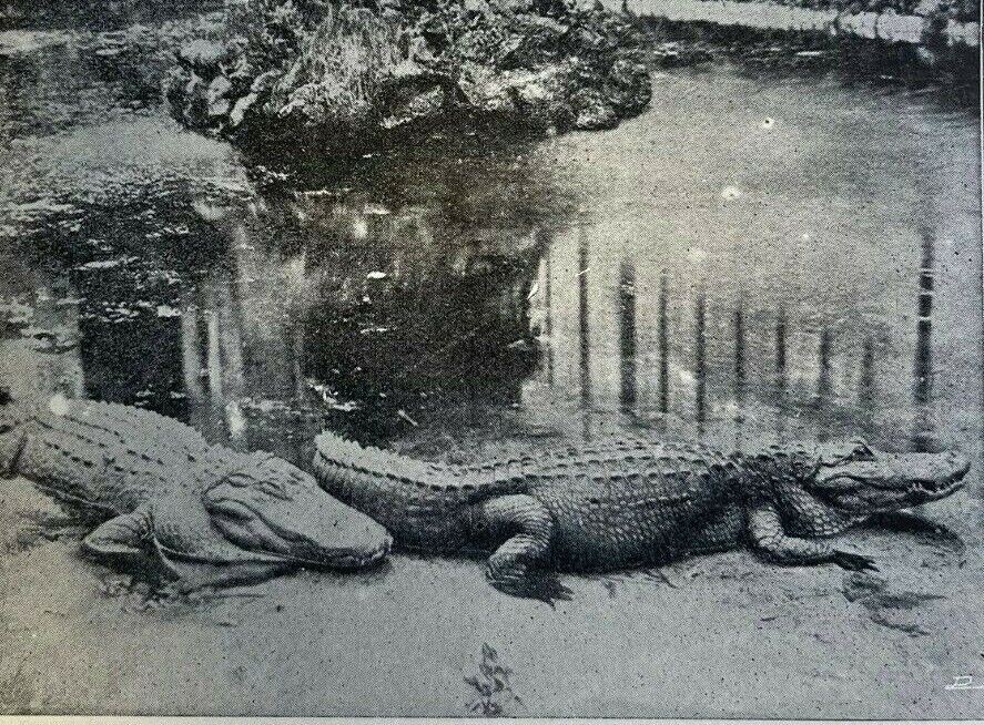 1900 An Alligator Hunt in Florida