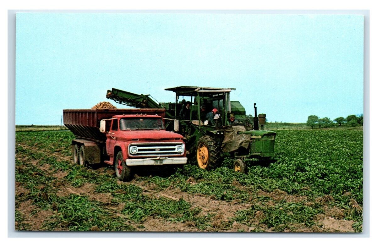 Postcard Potato Harvester at Aroostook County, Maine A66