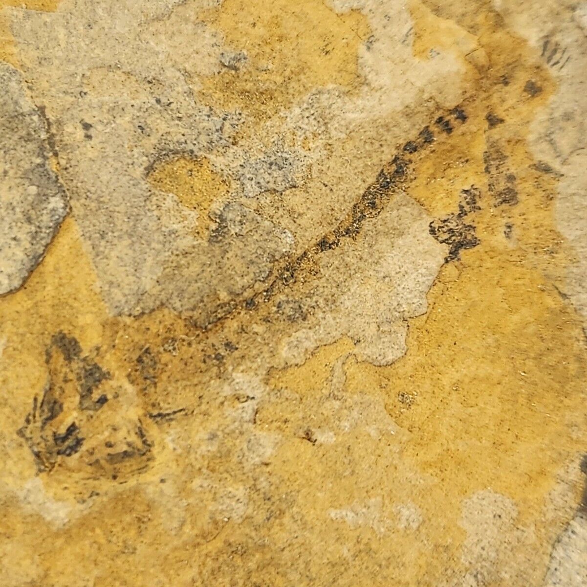 Apateon Fossil Amphibian in Plate - Germany 