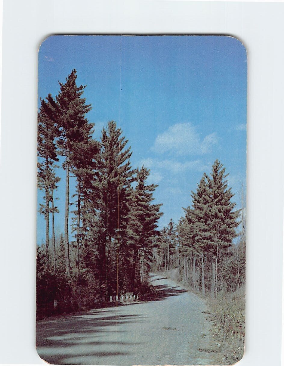 Postcard Tall Pines Northwoods