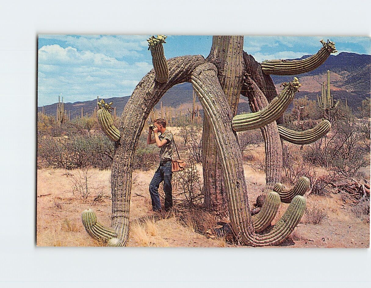 Postcard Beautiful Saguaro Cactus