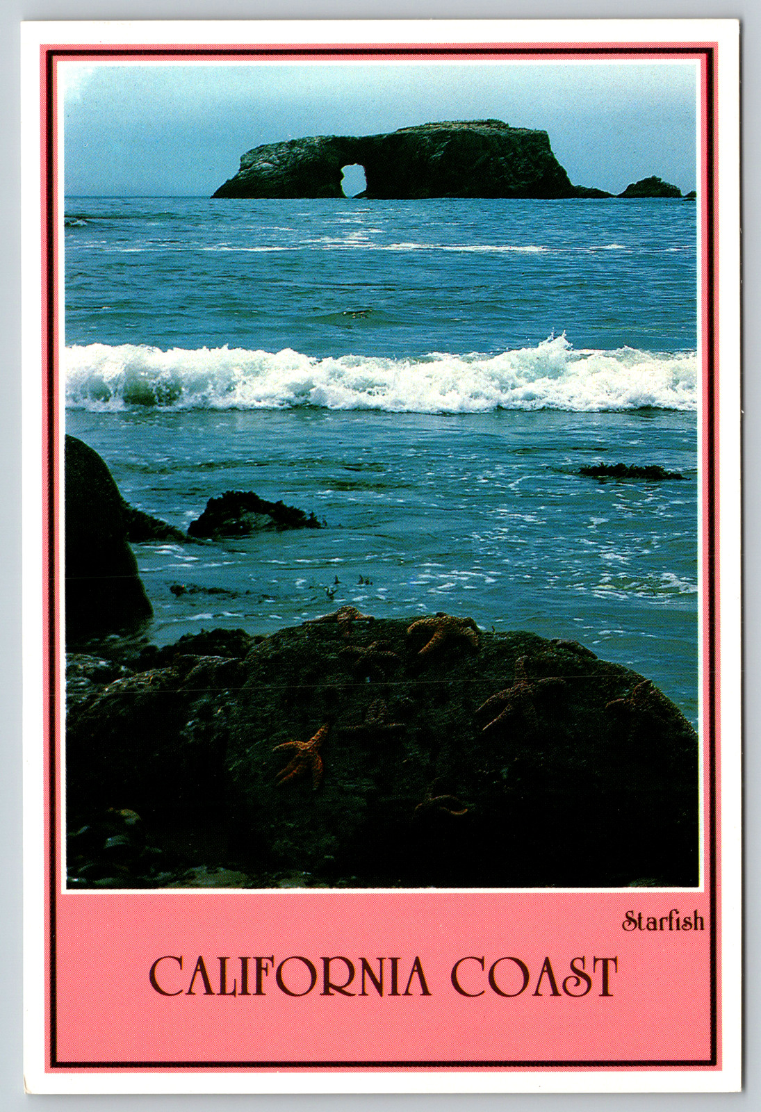 c1970s California Coast Starfish Goat Rock Park Vintage Postcard