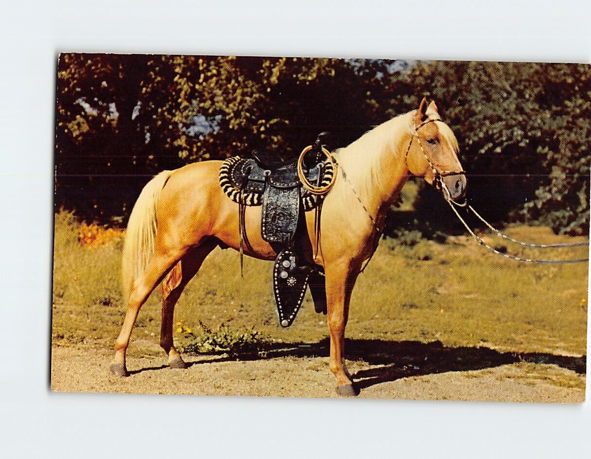 Postcard Prize Palomino Horse California USA North America