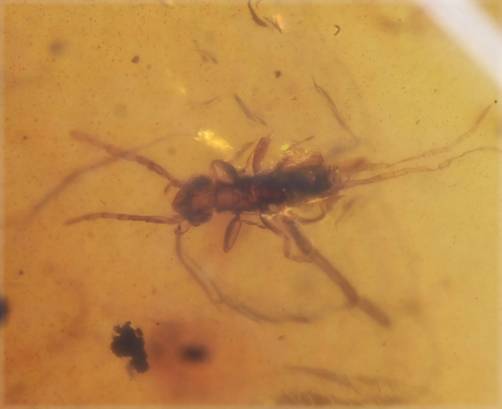 Orthoptera (Cricket Nymph), Fossil insect inclusion in Burmese Amber