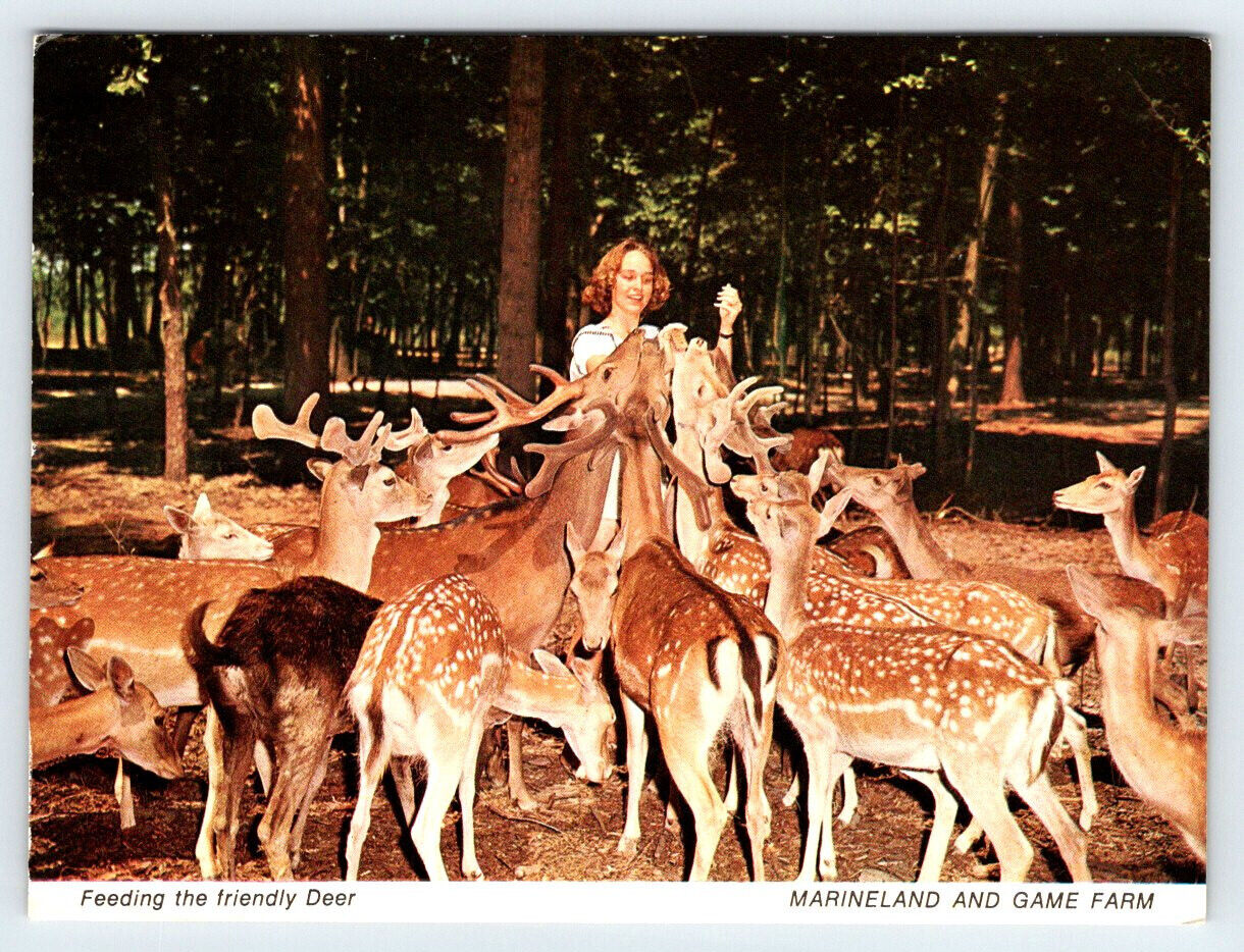 Feeding Deer at Marineland and Game Farm Canada Vintage 4x6 Postcard BRL33B