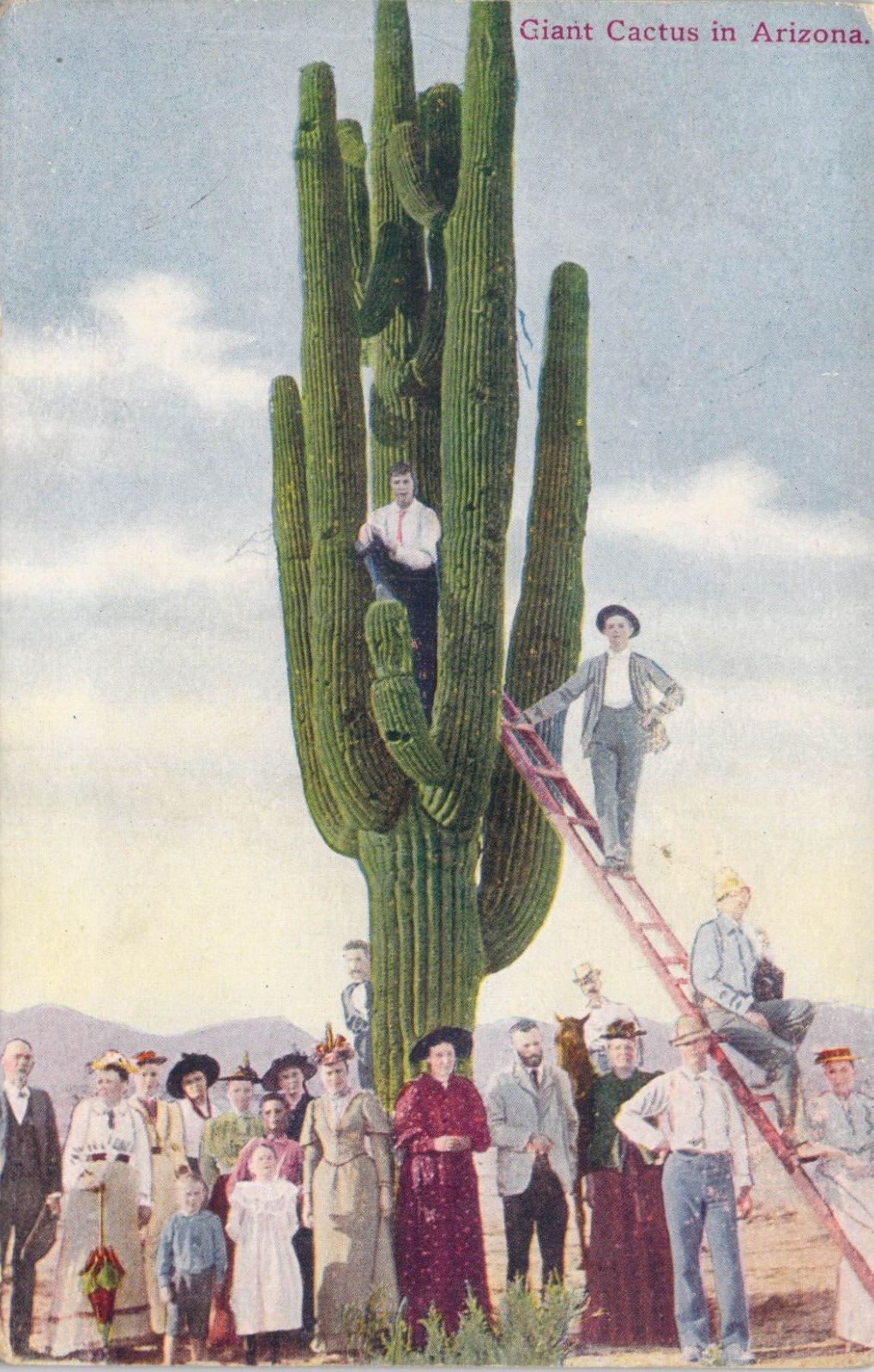 1913 Giant Cactus In Arizona View Of People Standing By & On It Antique Postcard