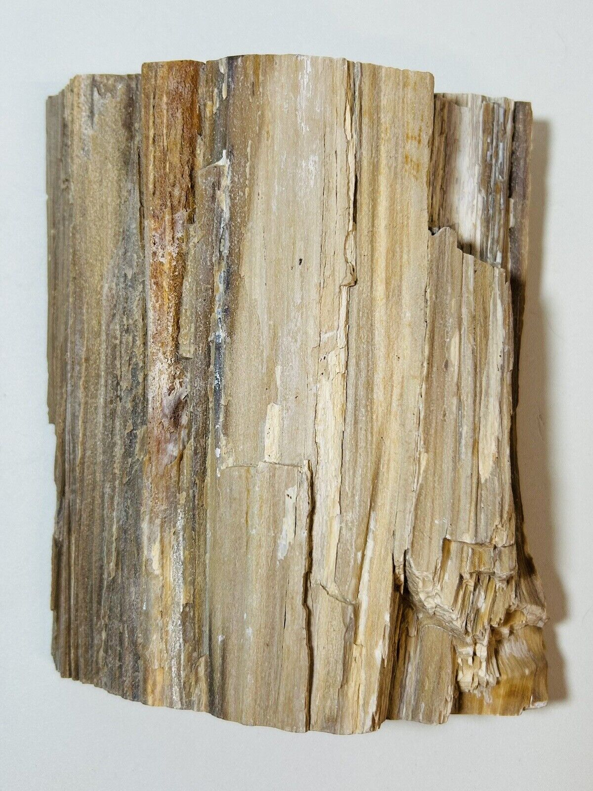 Rare 1100g Hell’s Canyon Herringbone Petrified Wood Specimen Cut Limb Section