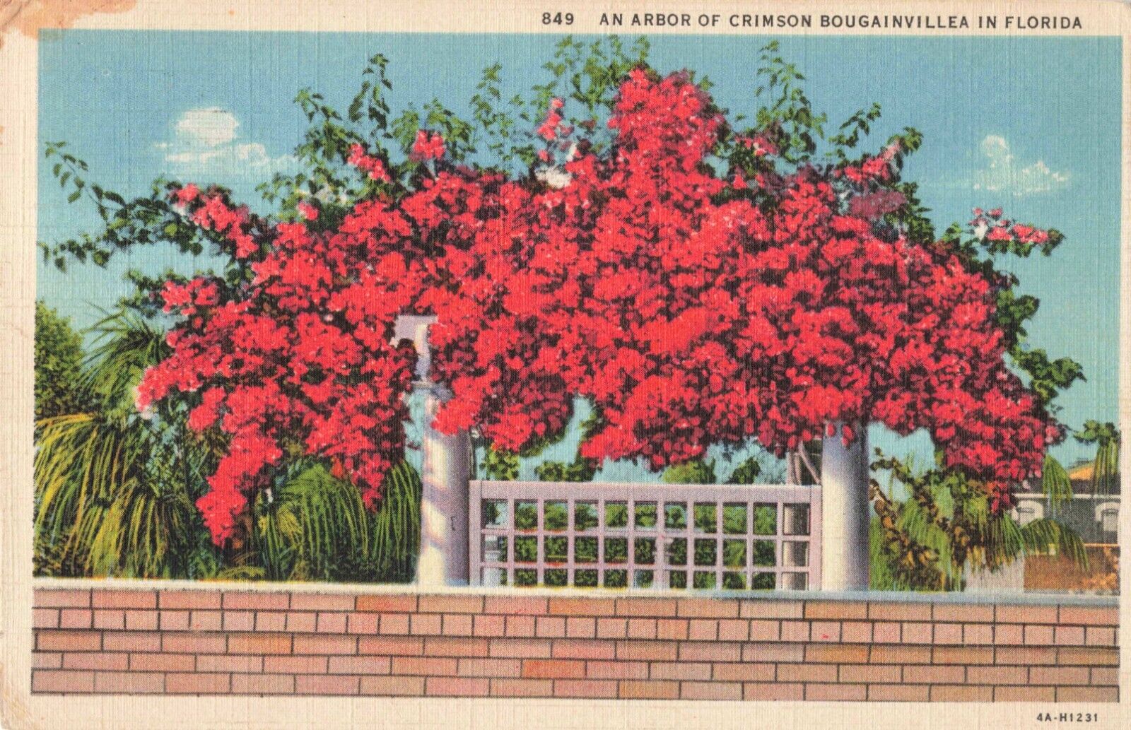 Miami Beach Florida, An Arbor of Crimson Bougainvillea, Vintage Postcard