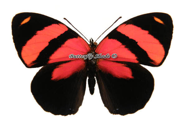 Unmounted Butterfly/Nymphalidae - Callicore cynosura, male, A-