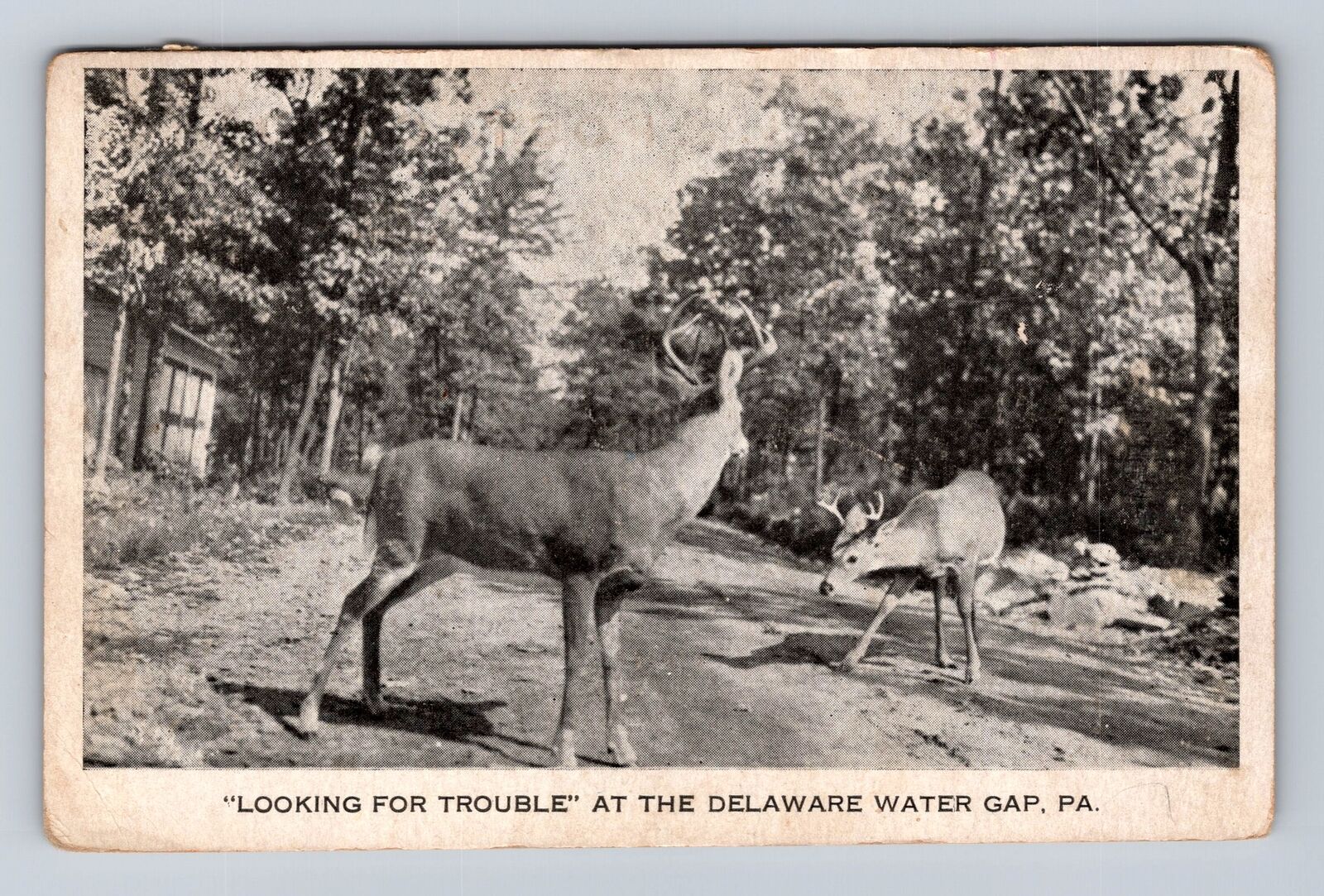 Delaware Water Gap PA-Pennsylvania, Deer in Road, Antique Vintage Postcard