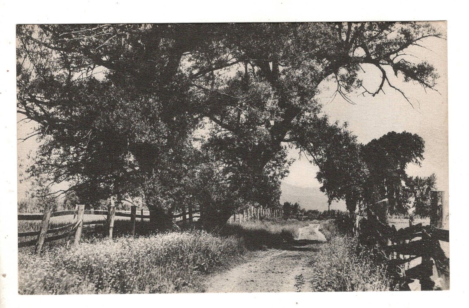 Postcard ME Fryeburg The Big Willow Dirt Road Vintage Maine