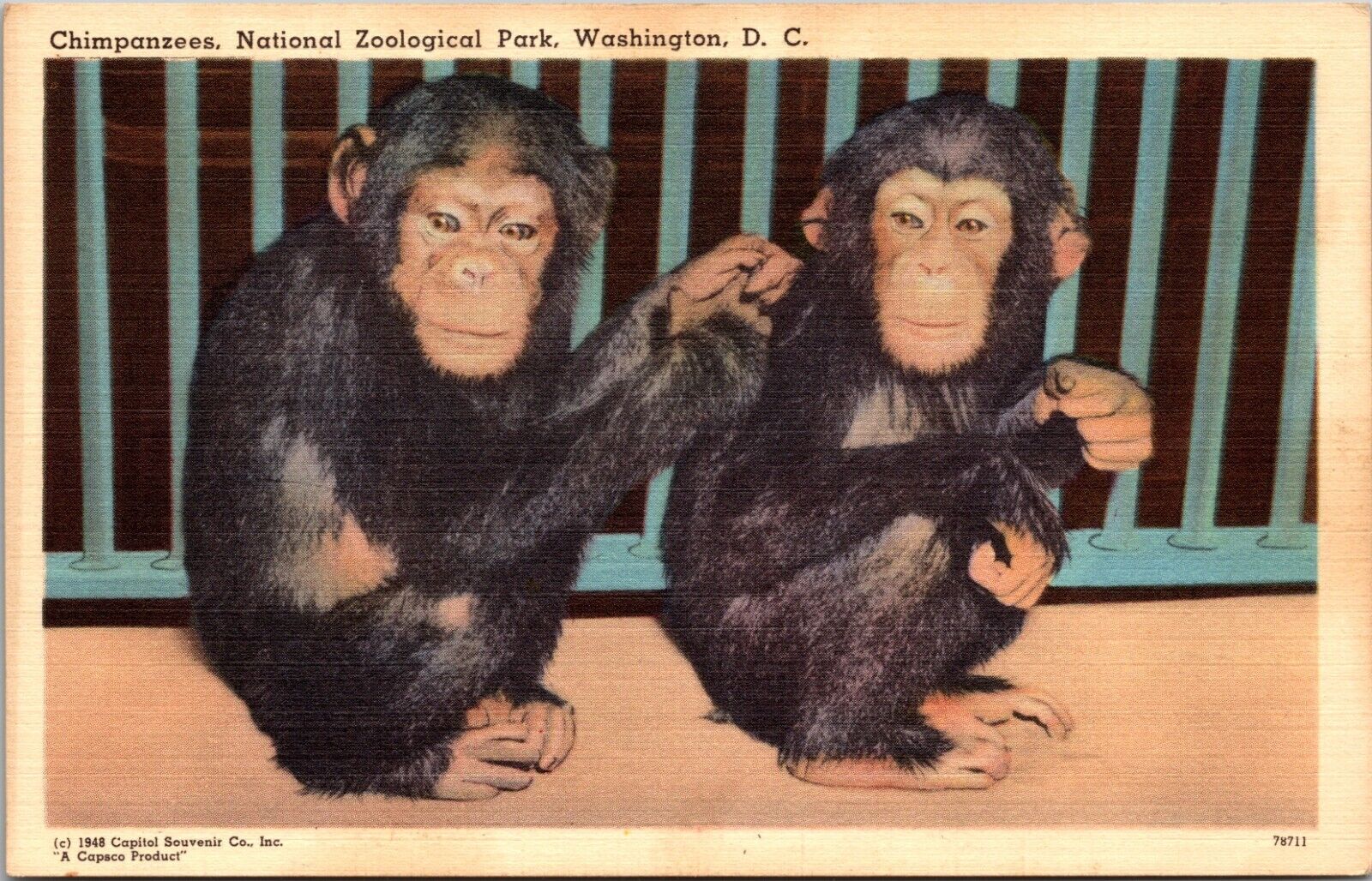 Chimpanzees, National Zoological Park, Washington, District of Columbia