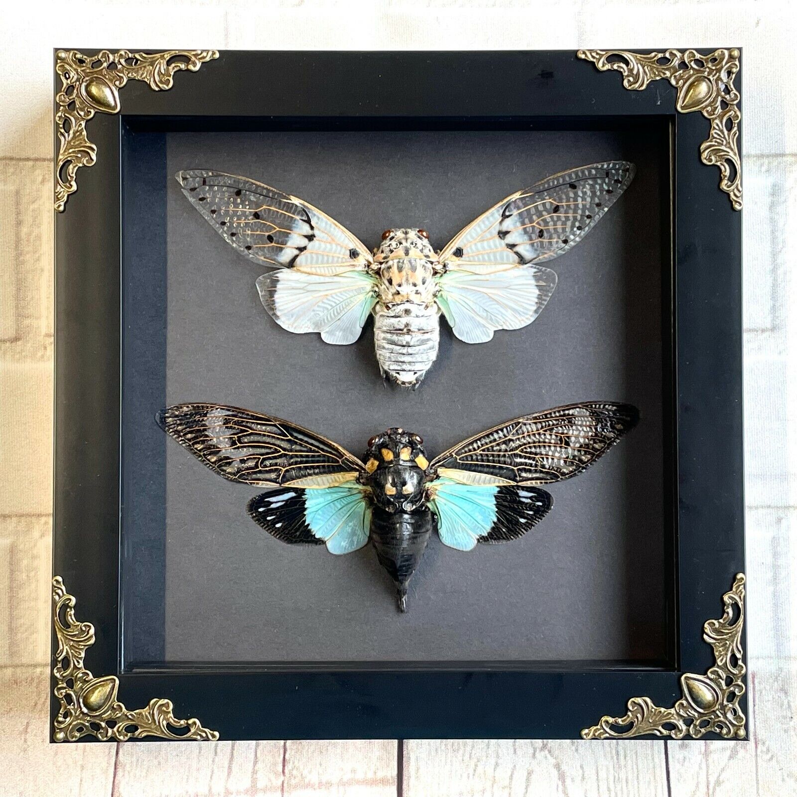 Cicada Pair White Ghost + Turquoise Wing Baroque Box Frame Display Case Insect