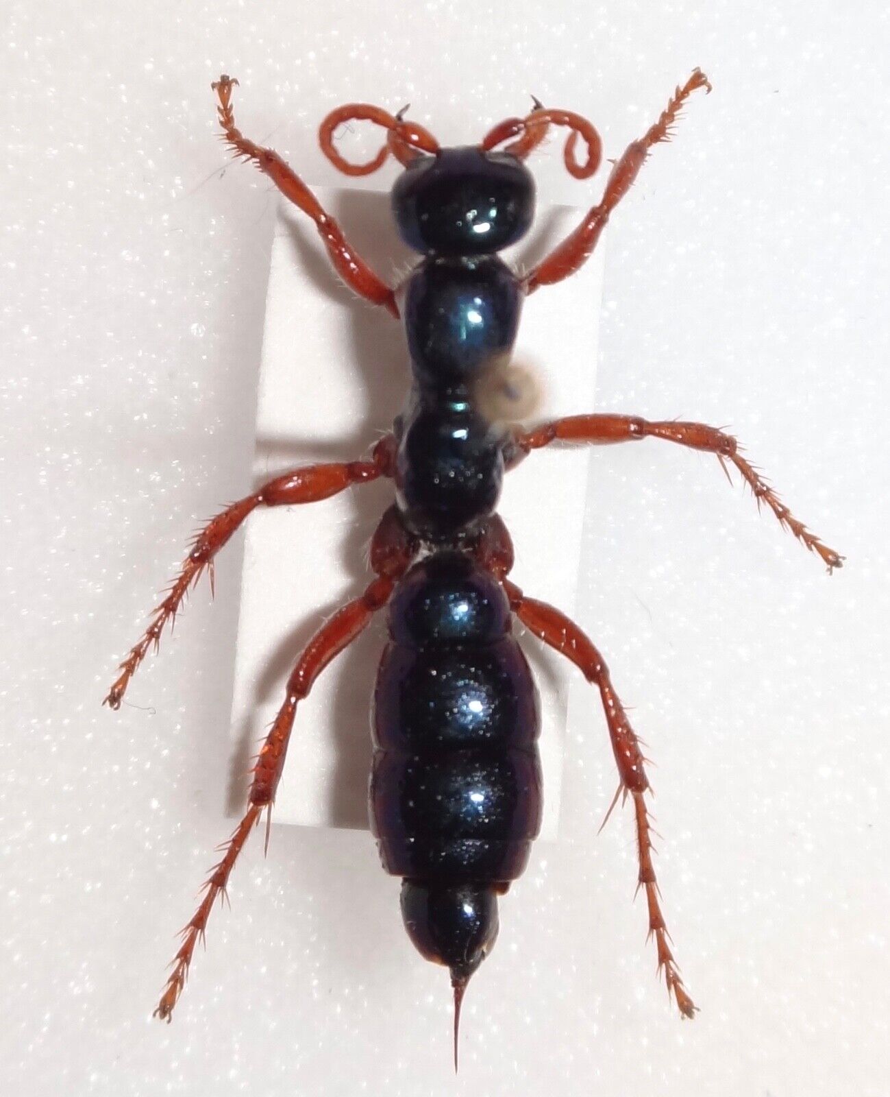 TOP RARITY Diamma bicolor Blue Bottle Ant 20.2mm Australia Mutillidae Velvet Ant
