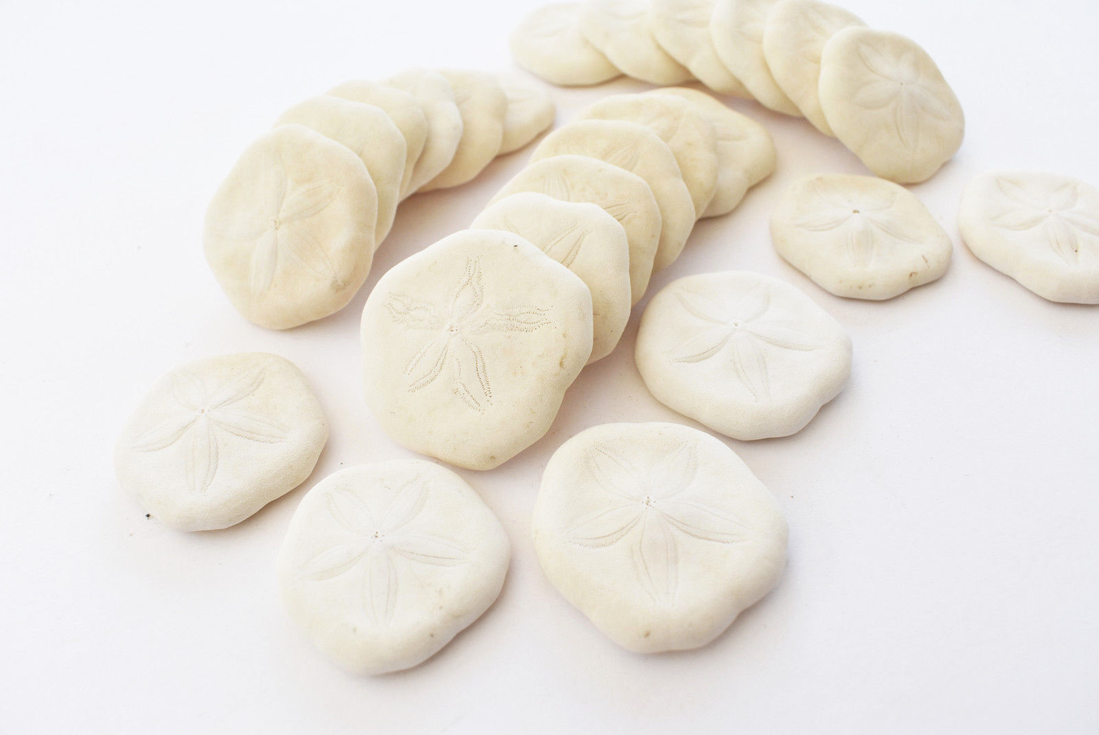 25 White Baby Sea Biscuits (Sea Cookies) 1-1 1/2\