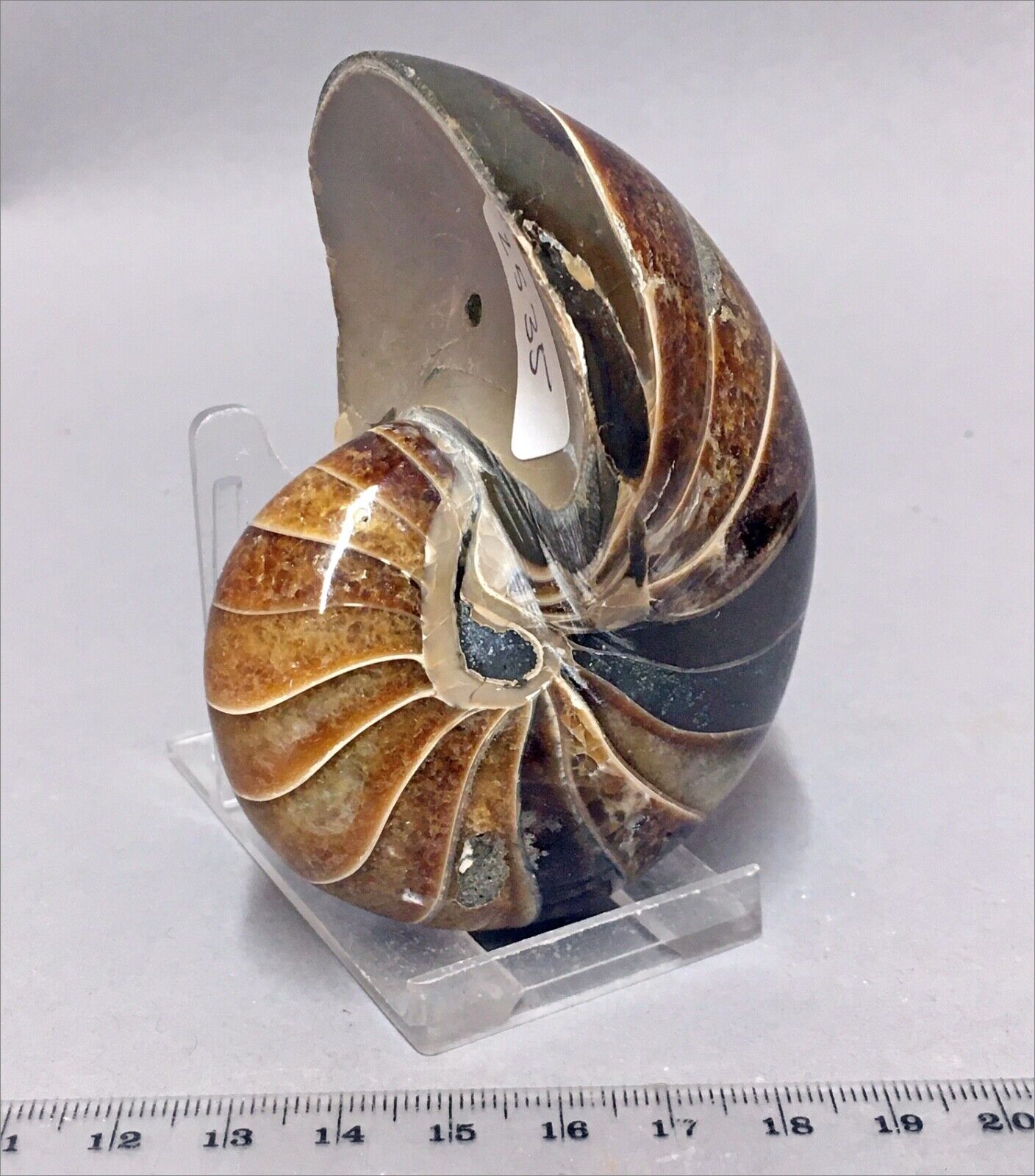 Really attractive polished  nautilus fossil from the Jurassic Period. Madagascar