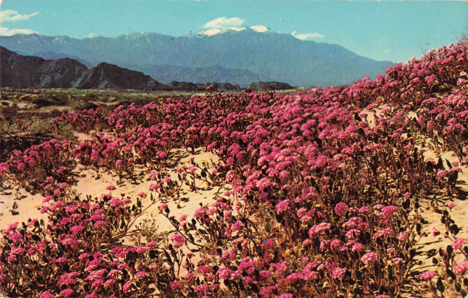 CA California Desert, Pink Blooming Sand Verbenas, Spring, Vintage Postcard