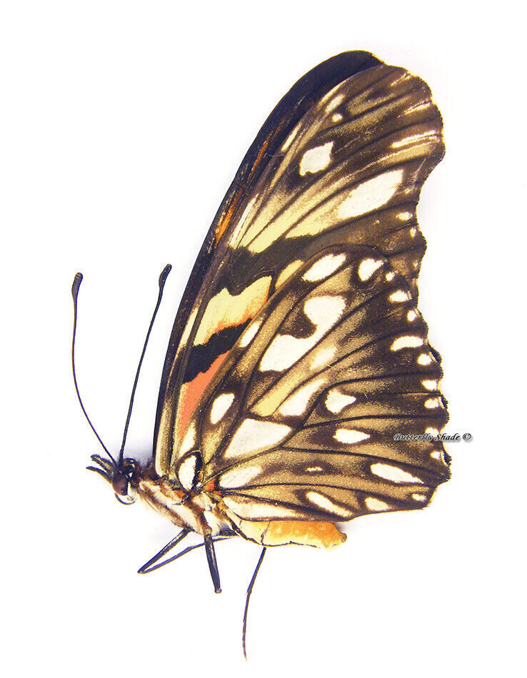 Unmounted Butterfly/Nymphalidae - Dione juno juno, FEMALE, A1/A-