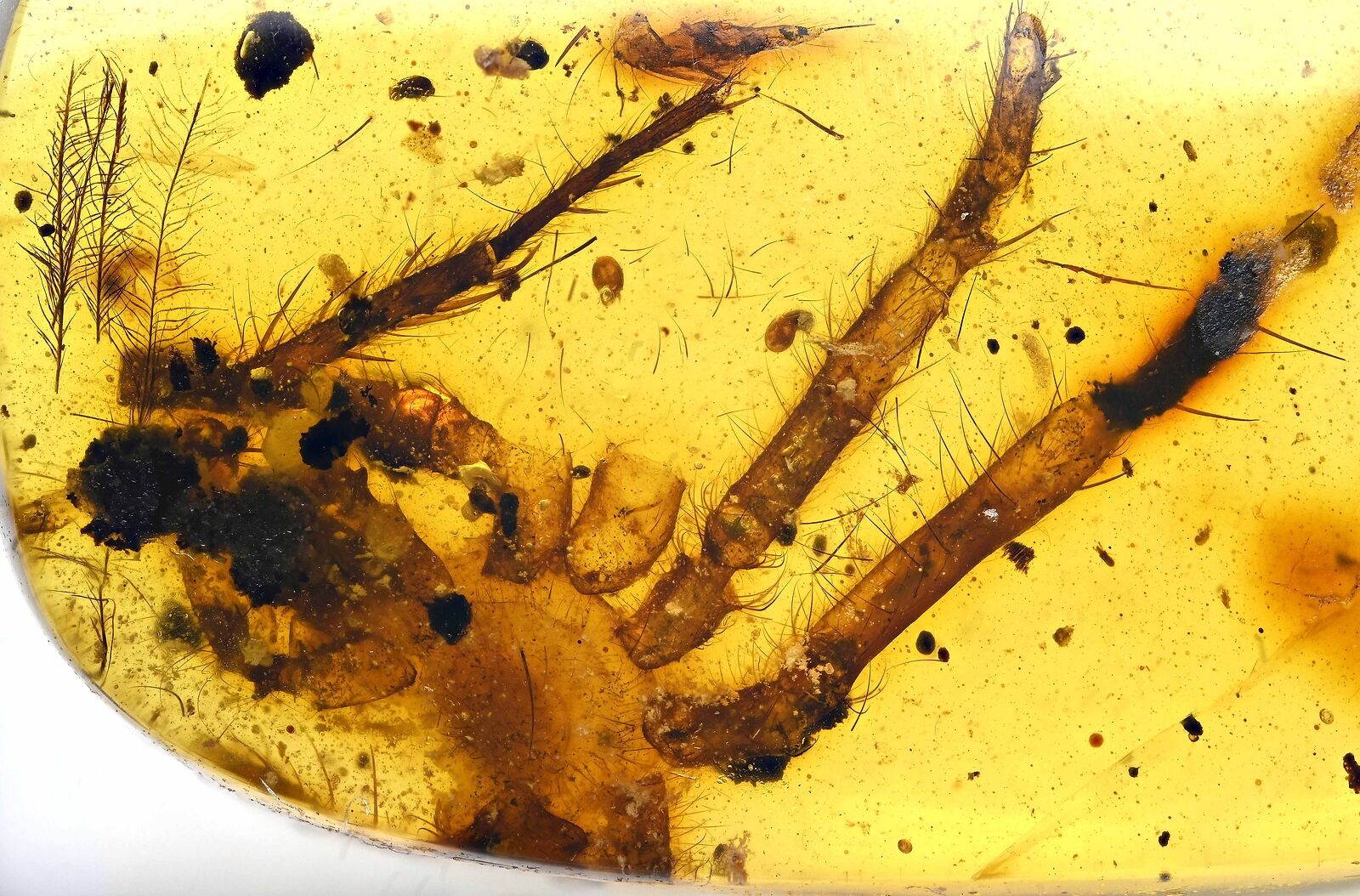 Large spider with bird feathers, Fossil Inclusion in Burmese Amber