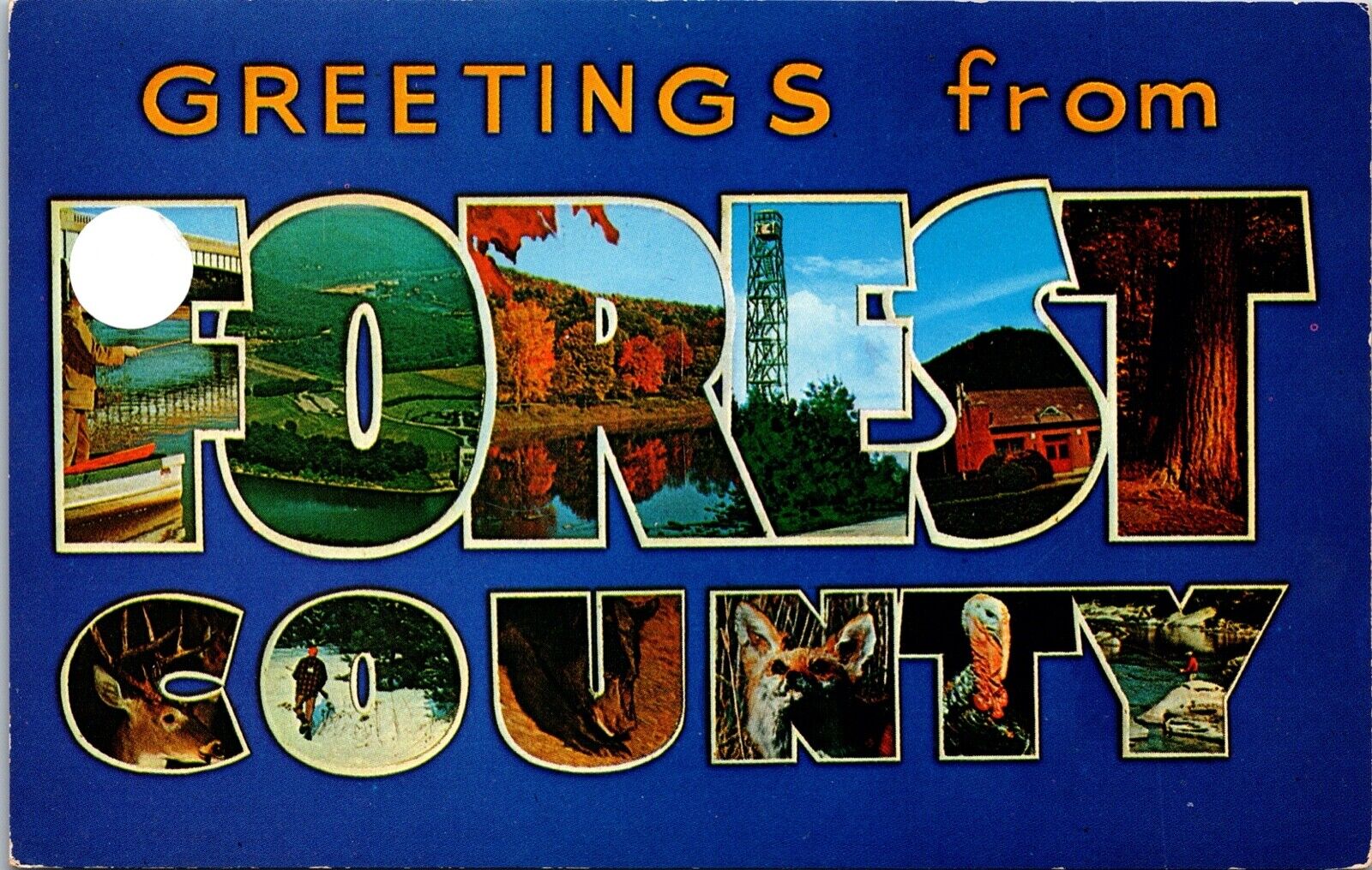 Forrest County Large Letter Greeting PA Postcard Chrome Allegheny State Park