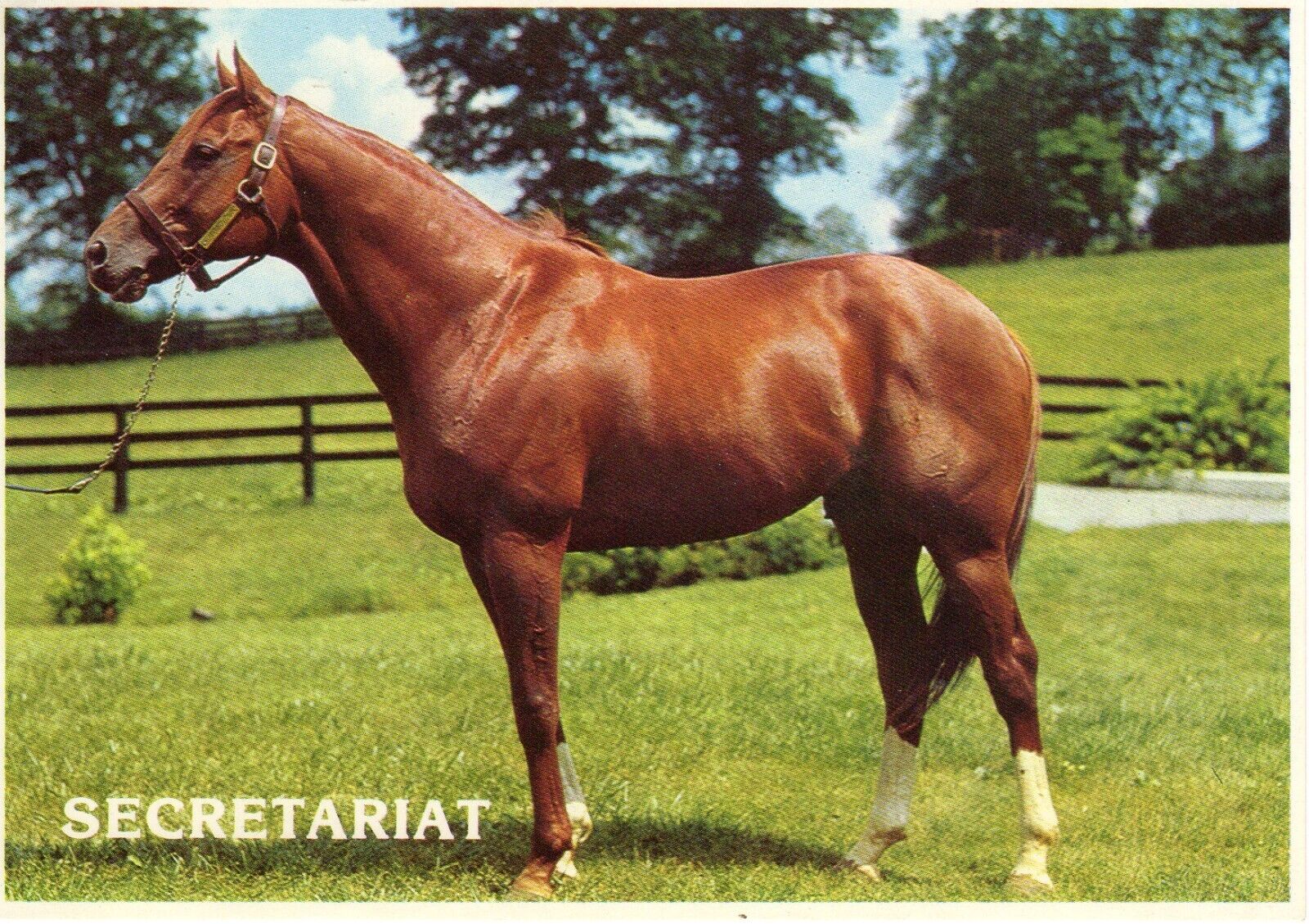 Secretariat 1973 Triple Crown Winner Horse Racing Postcard Kentucky Derby