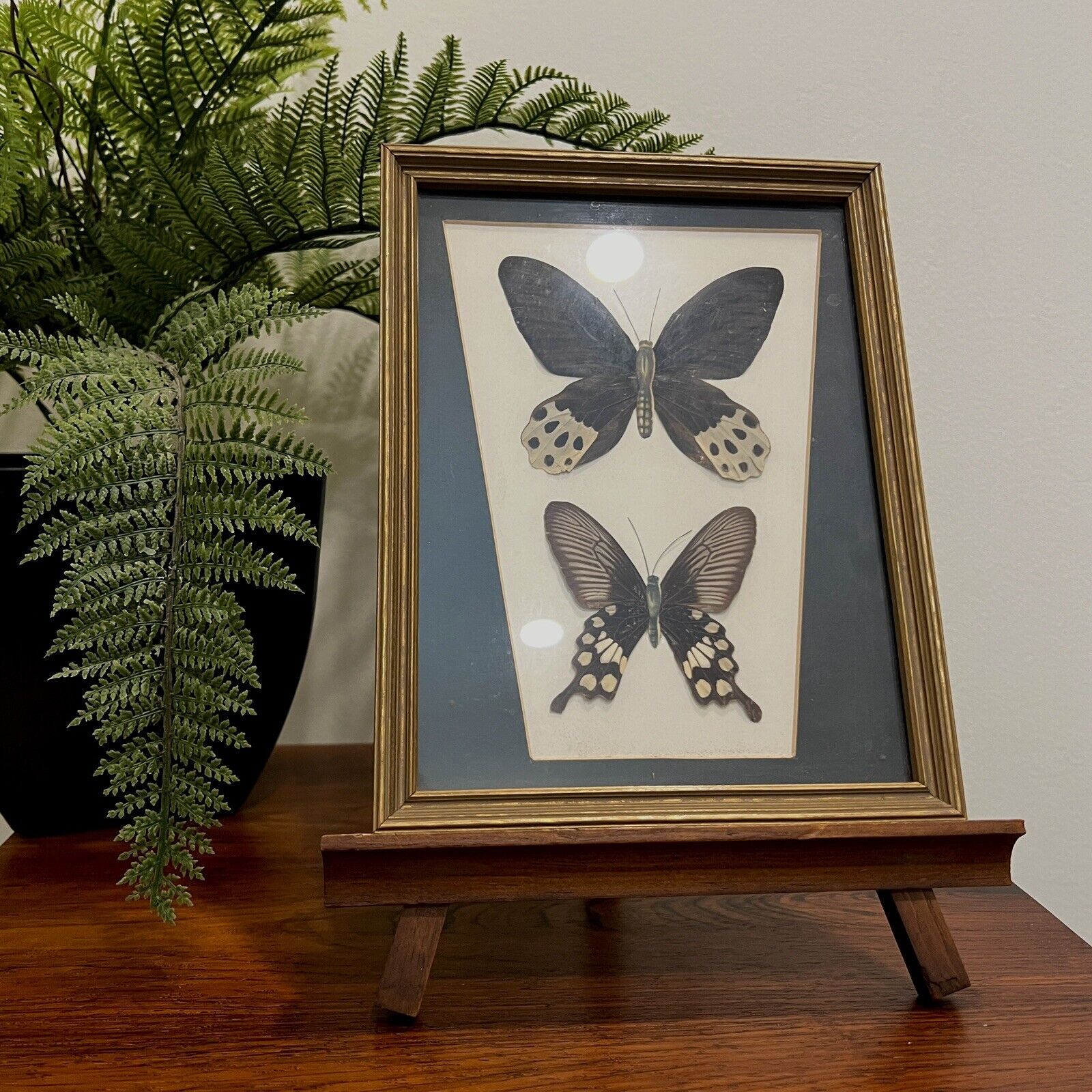 Vintage Mounted and Framed Real Butterfly Taxidermy