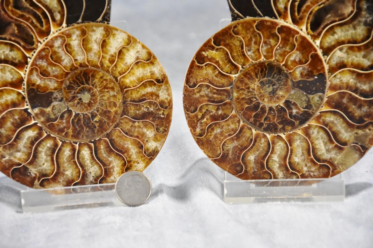 Large Ammonite Split Pair Crystals 5.0\