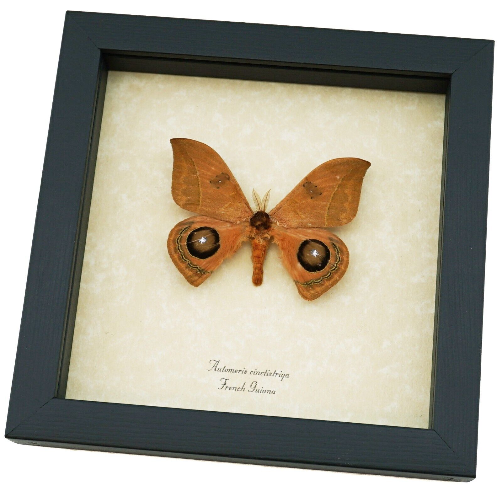 Automeris cinctistriga Rare Silkmoth Moth Saturniidae Framed Taxidermy Display