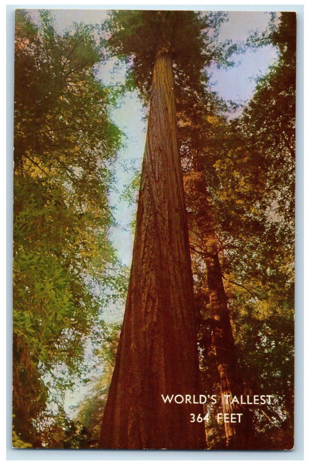 c1950's World's Tallest Founders Tree Redwood California CA Unposted Postcard