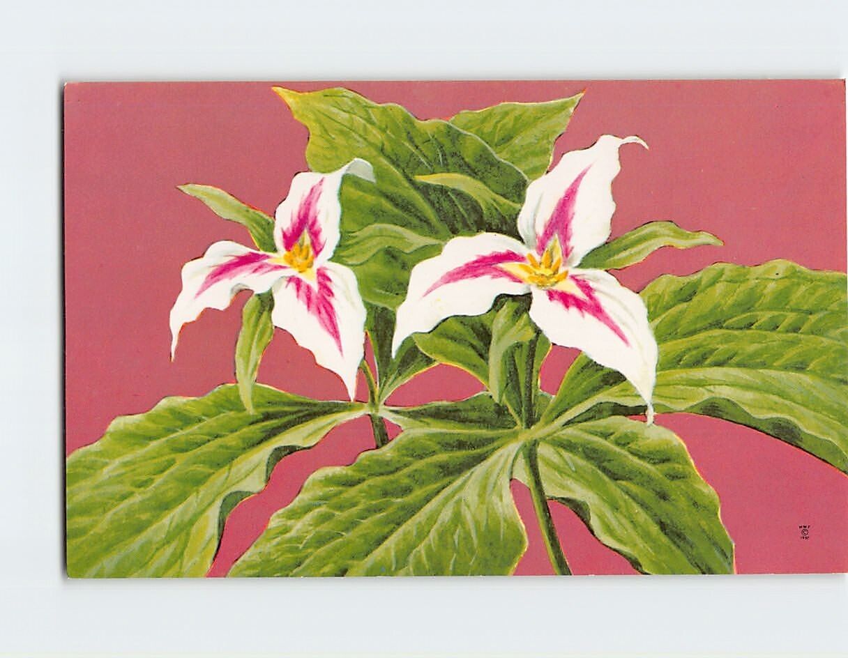 Postcard Beautiful Painted Trillium Flowers