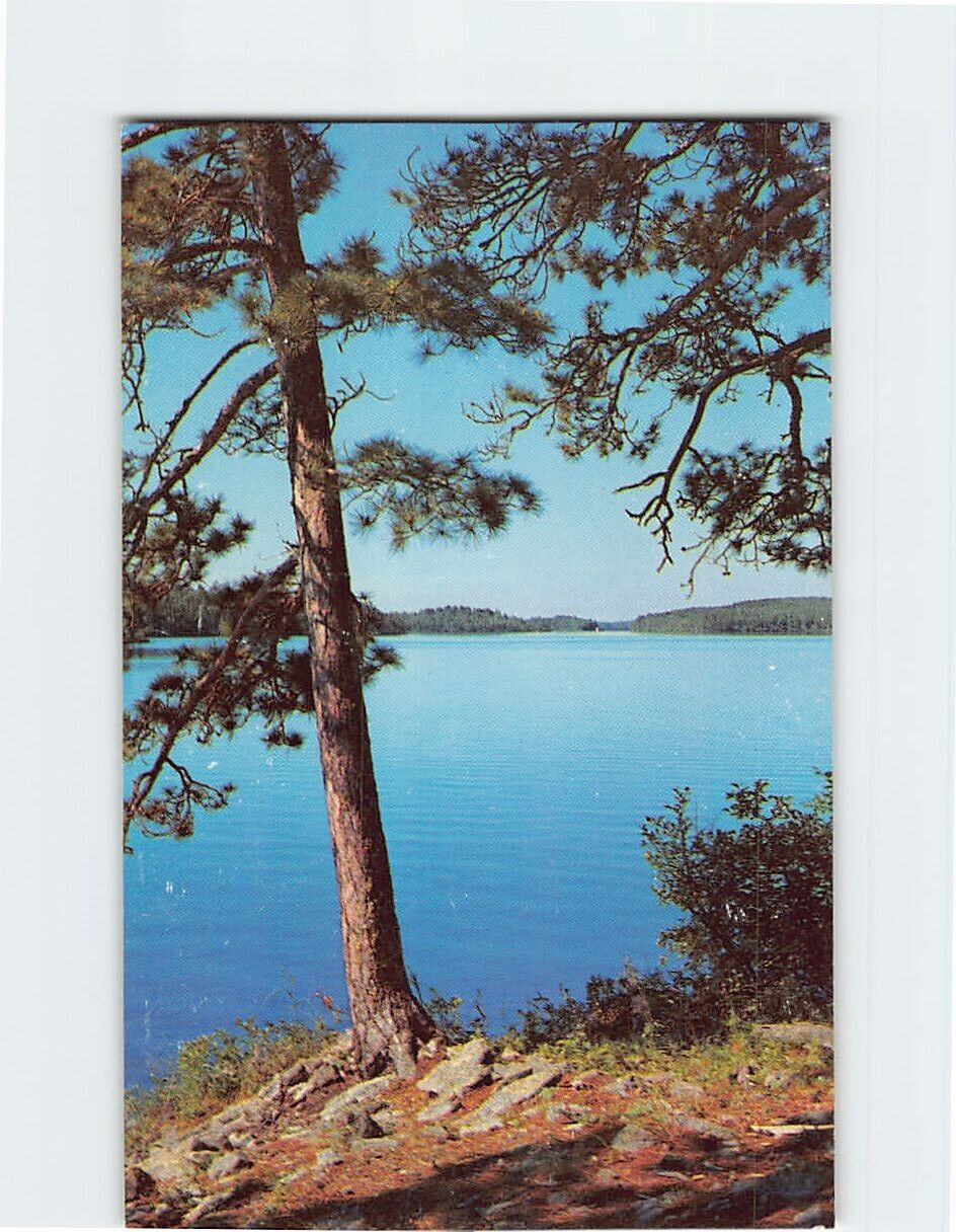 Postcard Norway Pines in Lake Country Wisconsin USA