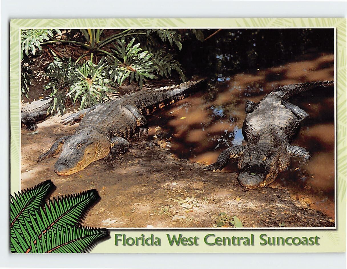 Postcard Alligators Florida West Central Suncoast USA