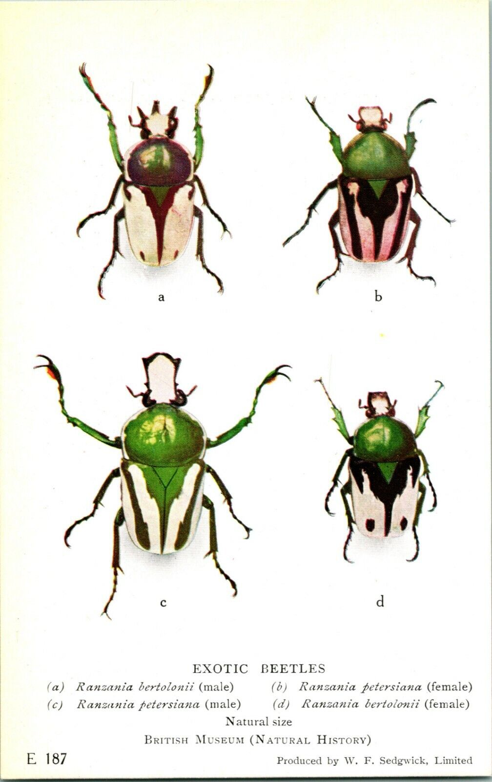 Vtg Postcard 1924-6 British Museum Natural History Exotic Beetles UNP E-187