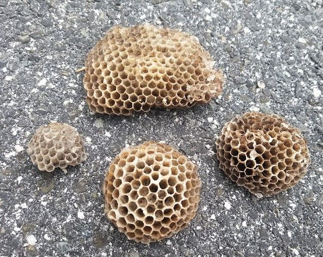Lot Of 4  Paper Wasp Nest Science Taxidermy Man Cave Decor