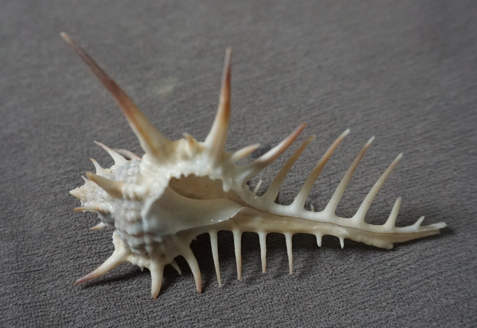 Murex ternispina  97 mm  F+++ nice  ANGELIC white  LONG SPINES collection