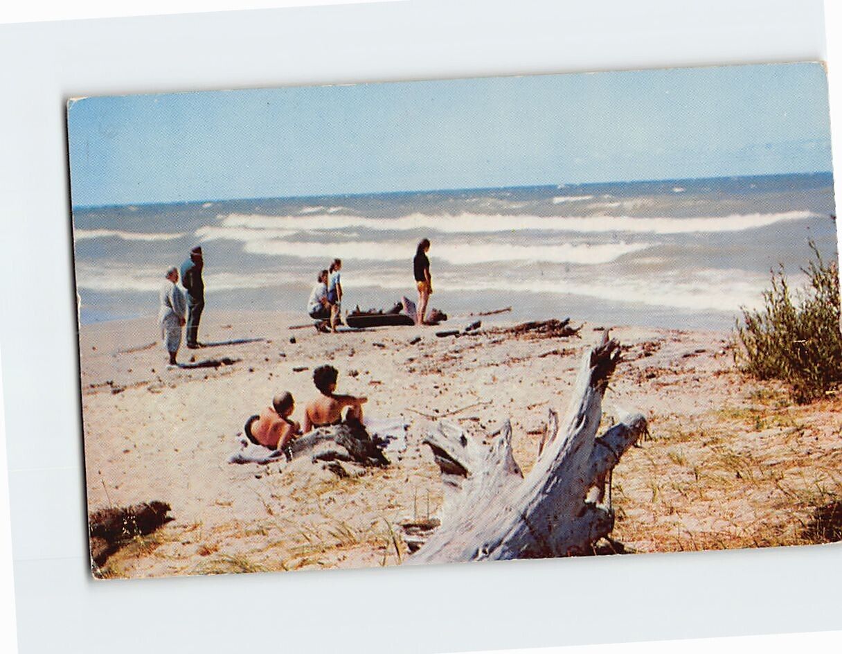 Postcard Driftwood Bathers Rolling Surf Beach Sea Vacationland USA North America