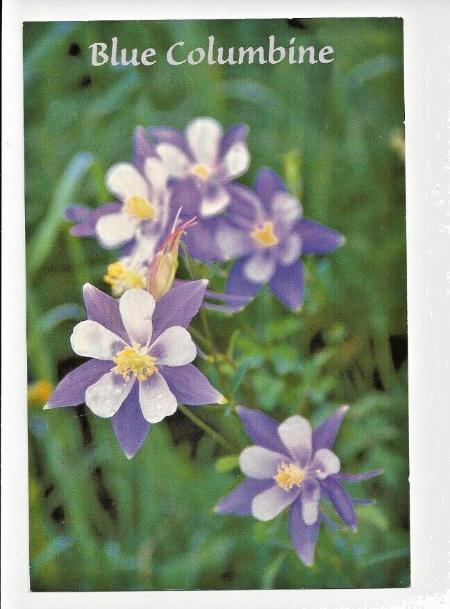 Blue Columbine Colorado State Flower Rocky Mountain Magic Unposted Sleeved GUC