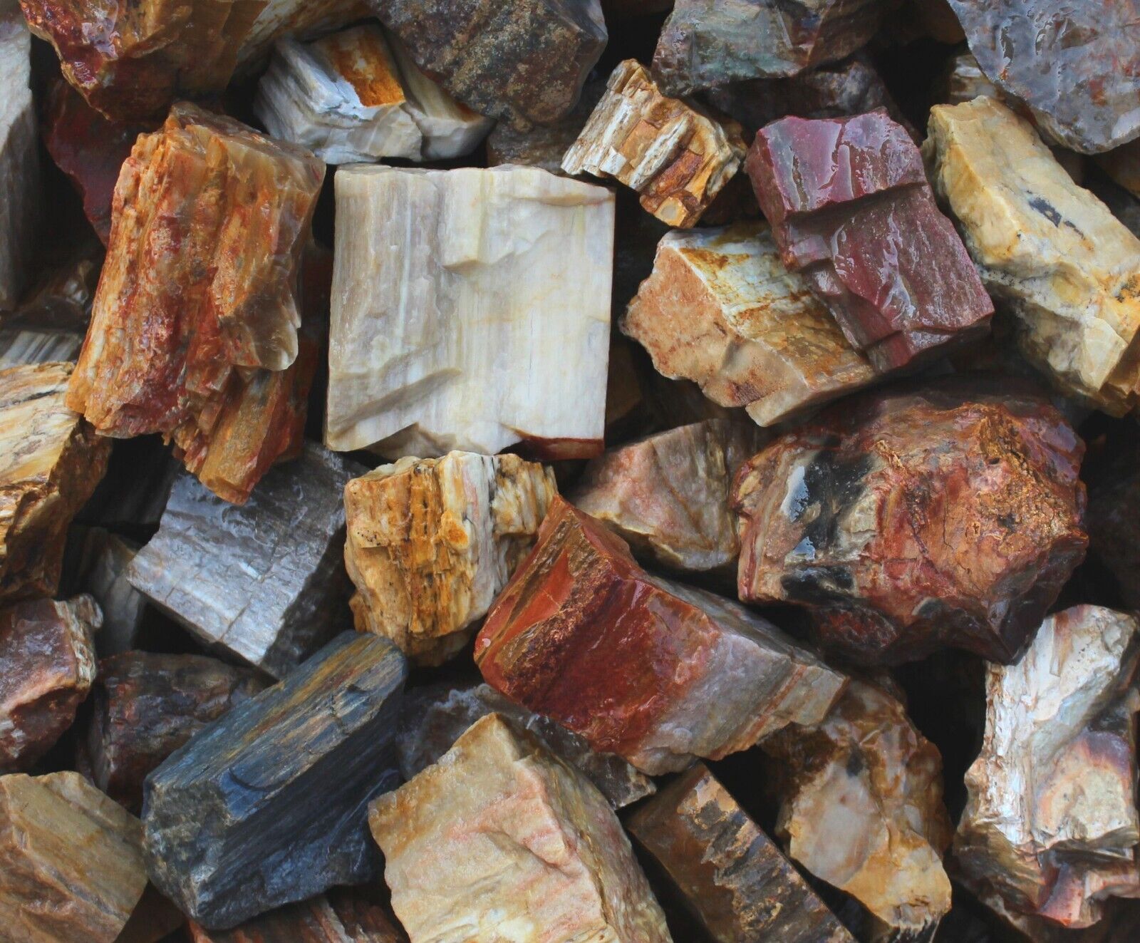 Petrified Wood - Large Rough Rocks for Tumbling - Bulk Wholesale 1LB options