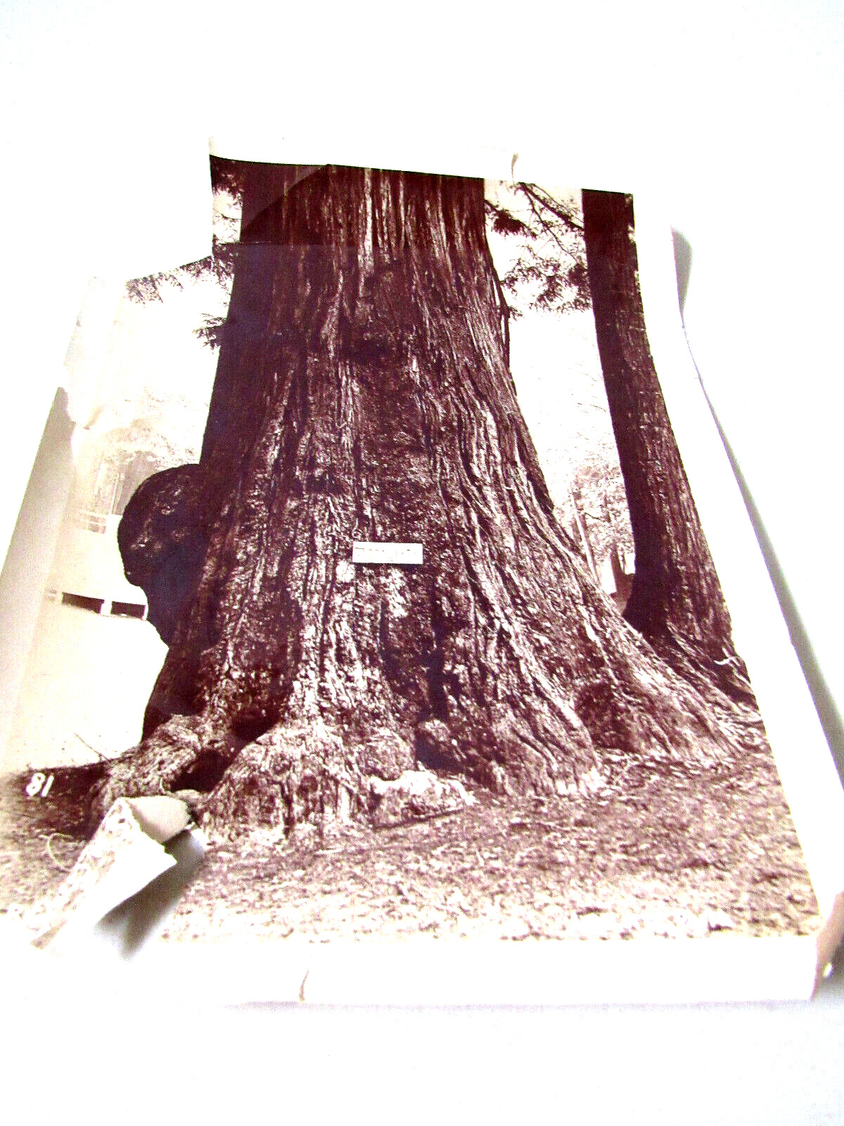 Antique C 1910s  Photo Tree named Jumbo Santa Cruz California by Akdelatte
